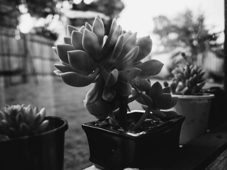 Close-up of a succulent plant in a pot, captured in black and white for a minimalist garden aesthetic.