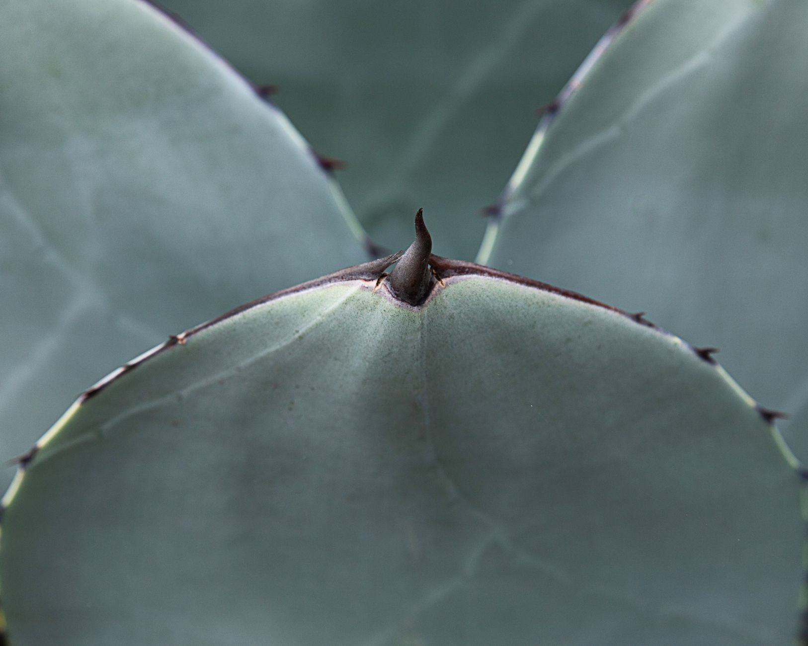 Closeup of textured succulent plant leaves with small sharp black thorns on edges