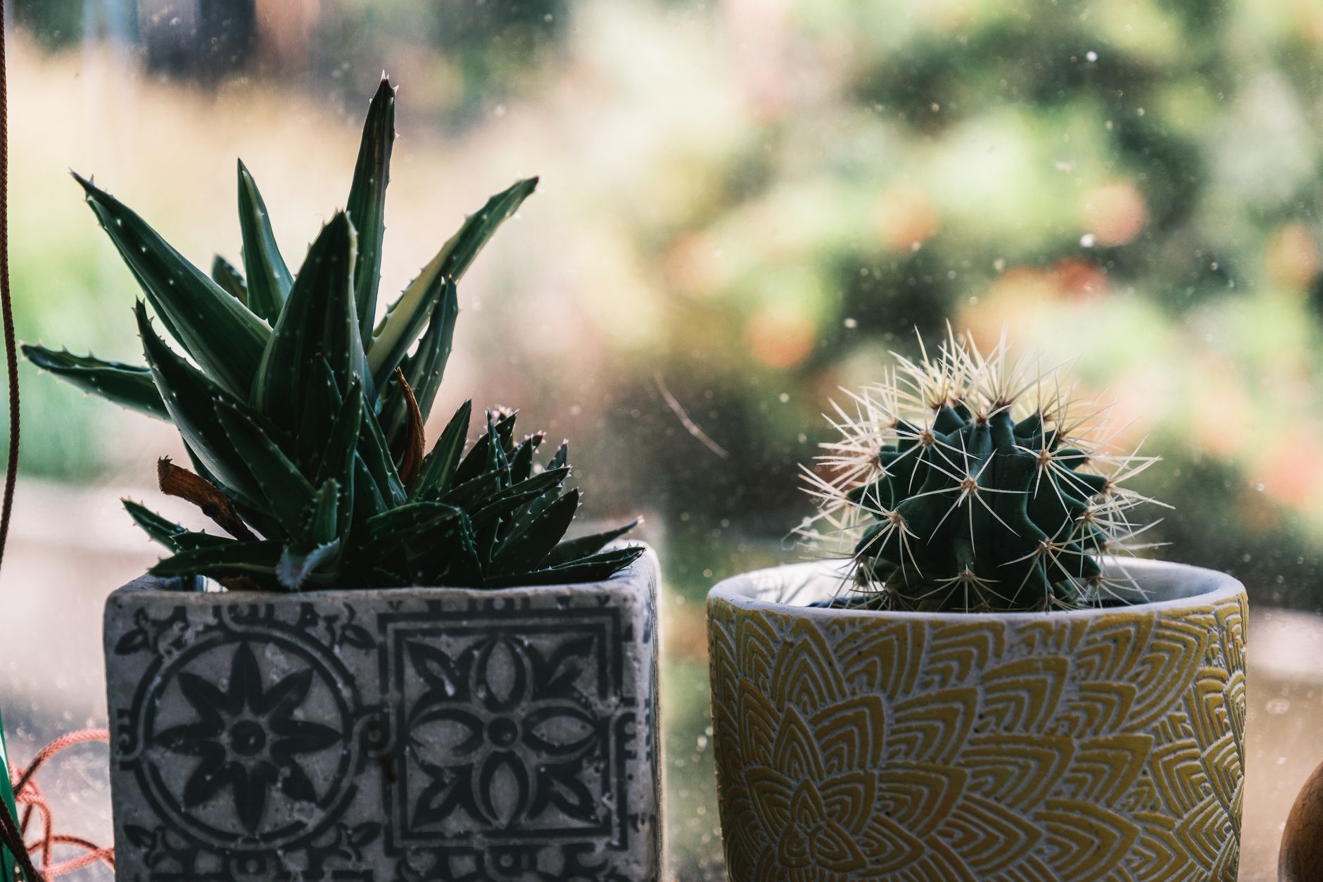Green cacti with spines growing in pots with floral and petal decoration on windowsill in daytime