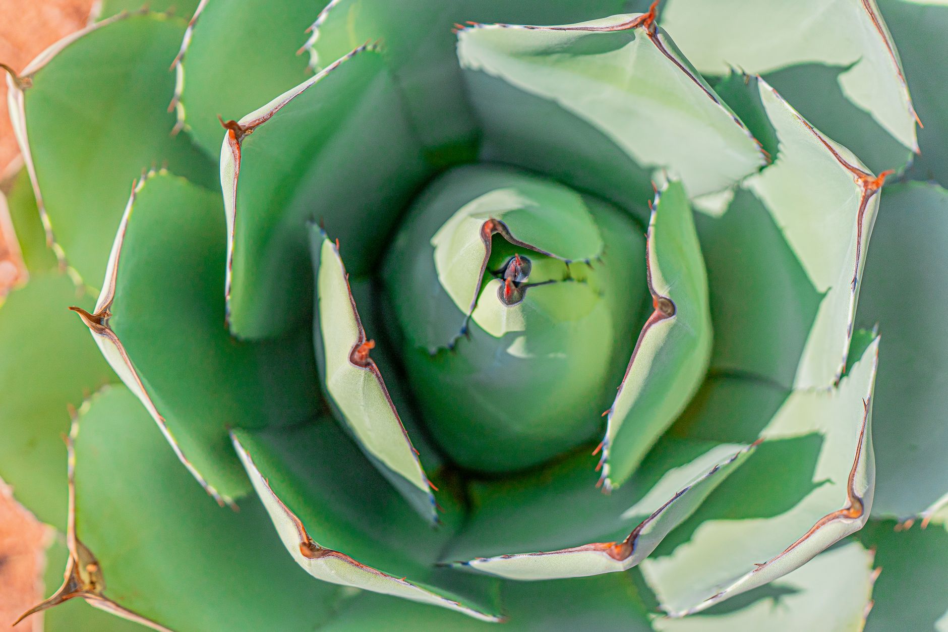 Detailed close-up of a green agave succulent plant showcasing its spiky, textured leaves.