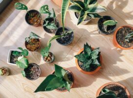 冬の植え替えはNG？避けたい理由と例外になる種類・やむを得ない場合の注意点