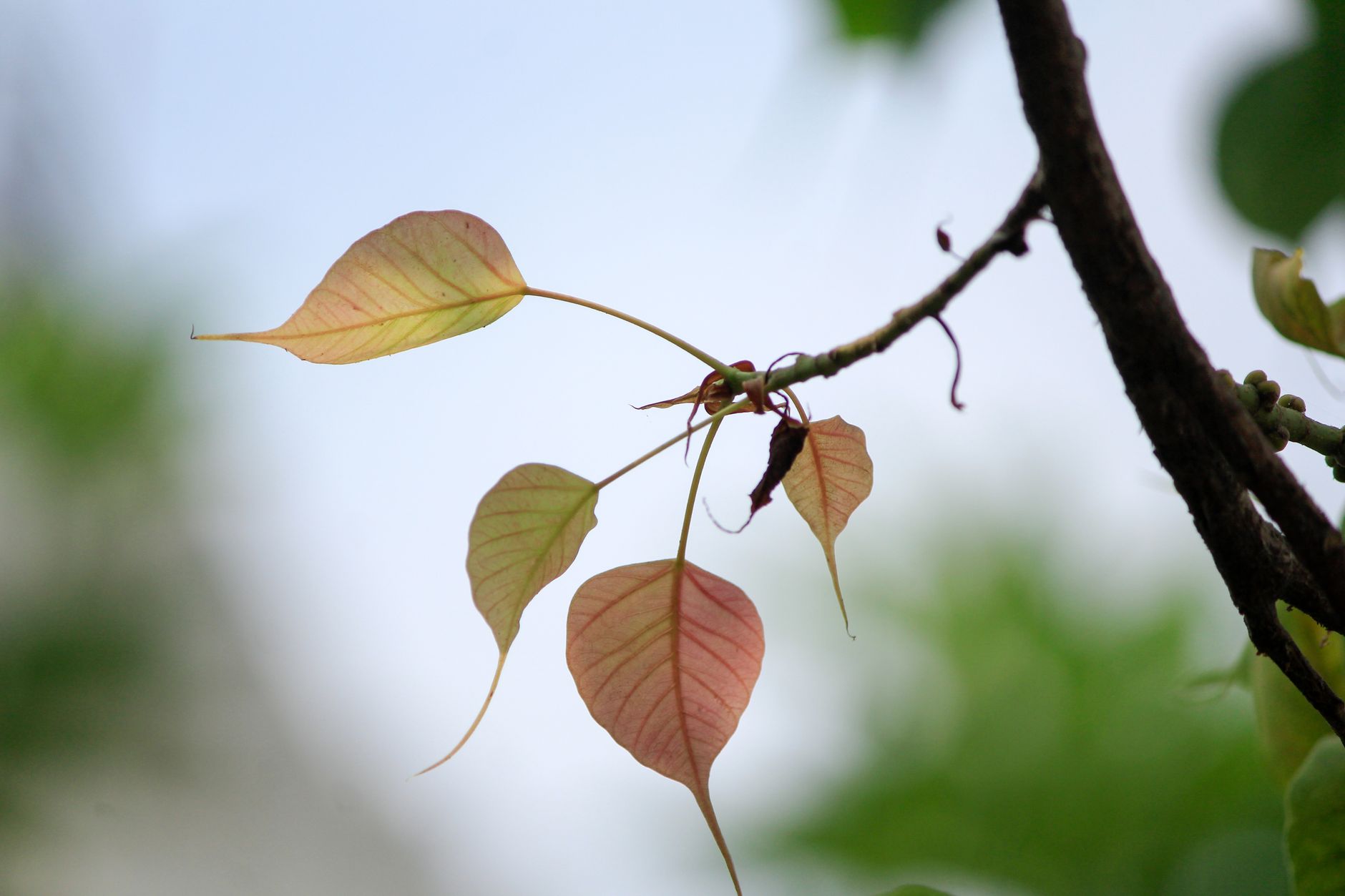 A close-up view of delicate Bodhi tree leaves on a branch against a soft background, symbolizing growth.