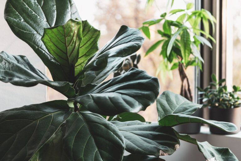 Bright indoor setting with a fiddle leaf fig beside a sunlit window and other houseplants.