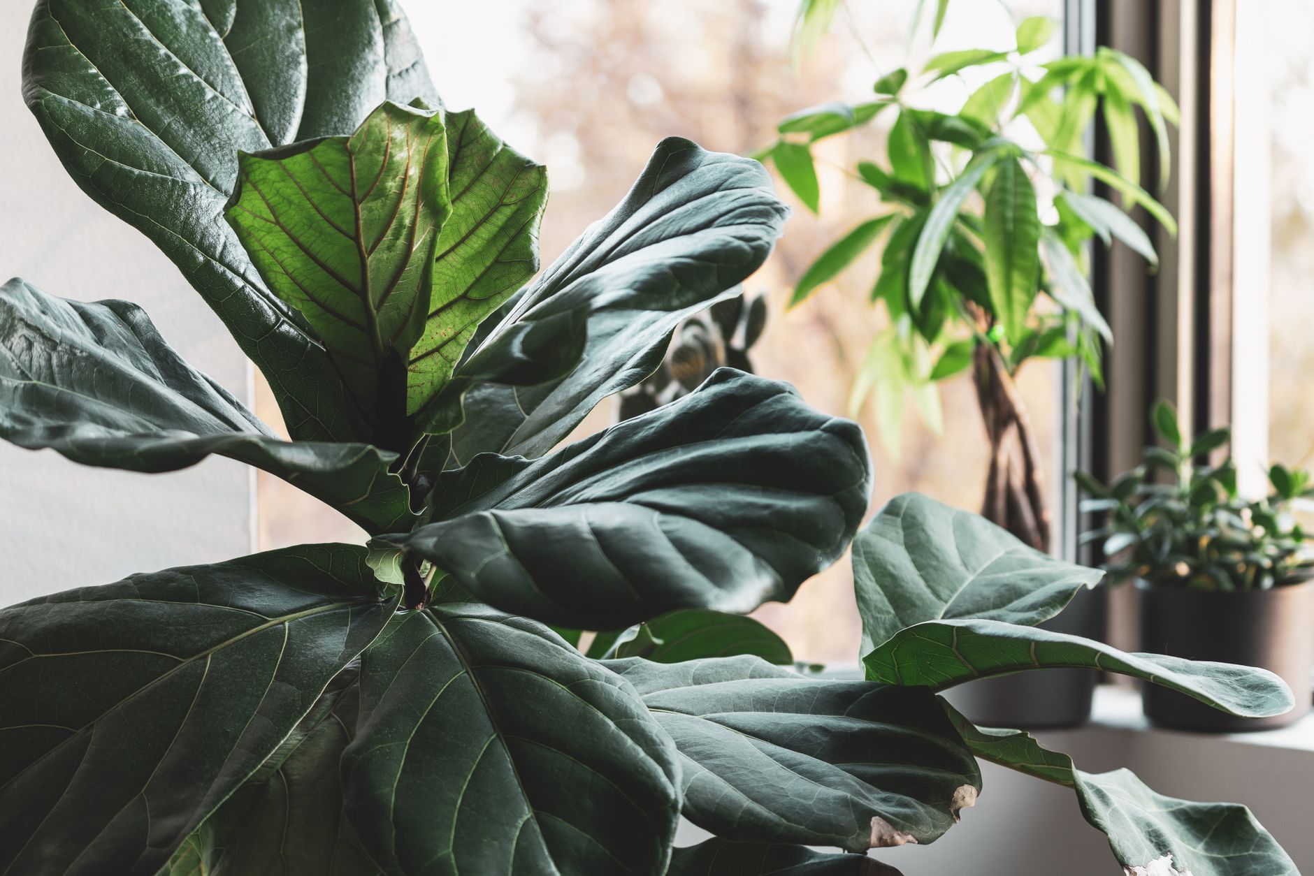 Bright indoor setting with a fiddle leaf fig beside a sunlit window and other houseplants.