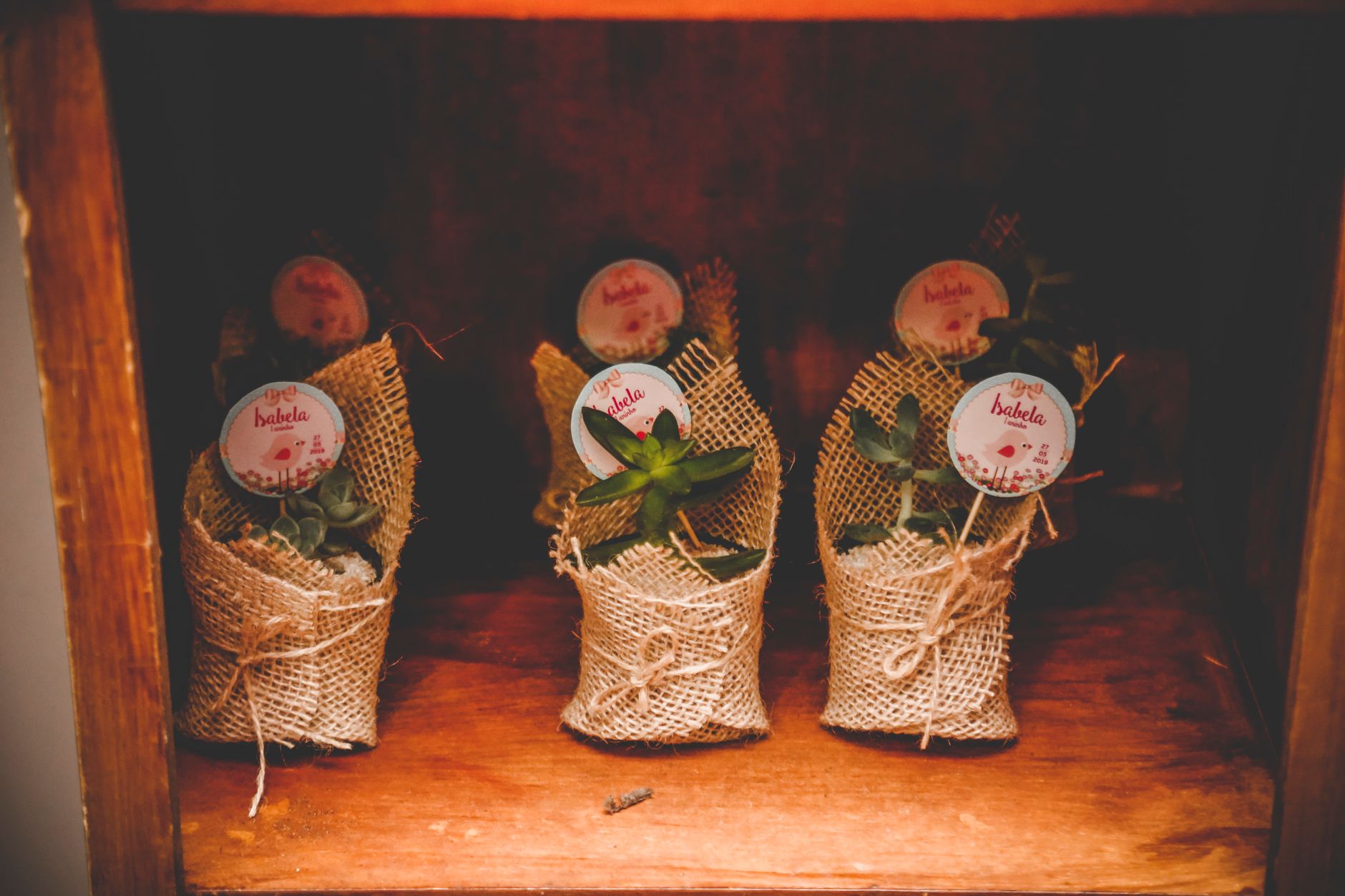 Rustic succulent plants wrapped in burlap, beautifully arranged indoors for gifting or decoration.