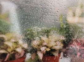 冬に観葉植物の葉が落ちる原因｜寒さ・日照不足・水やり・環境変化の切り分けと対処
