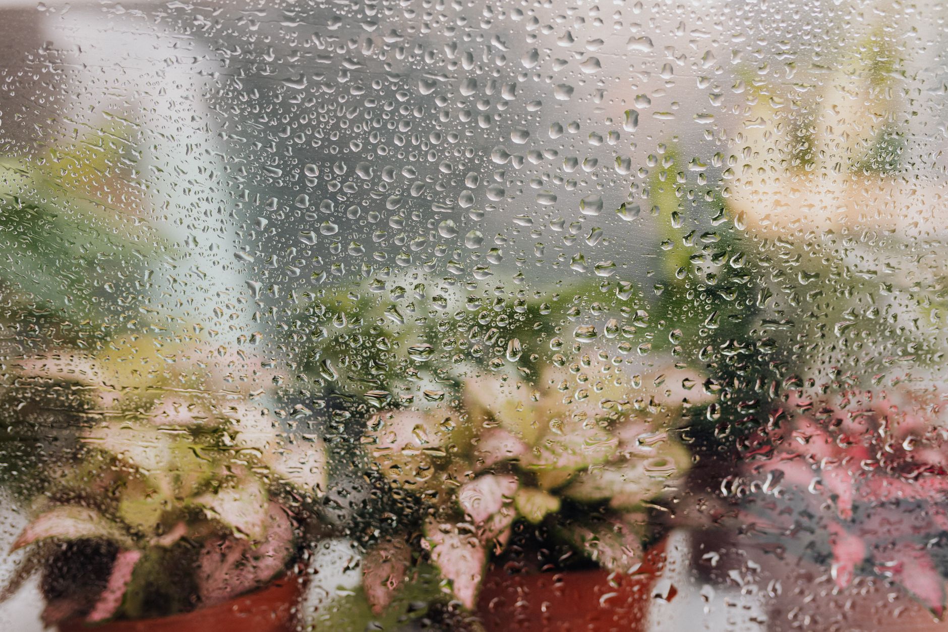Blurred view of potted plants seen through a dew-covered window, creating a fresh atmosphere.