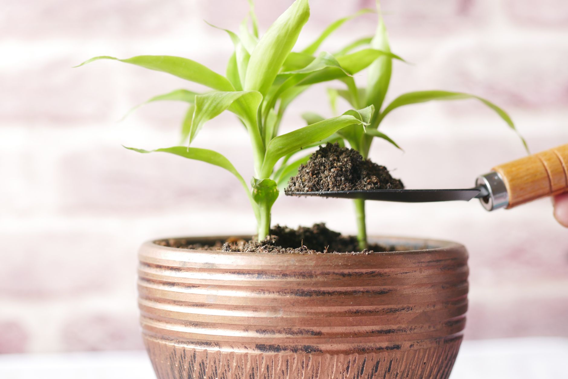 Close-up of a trowel adding soil to a young plant in a pot. Ideal for gardening themes.