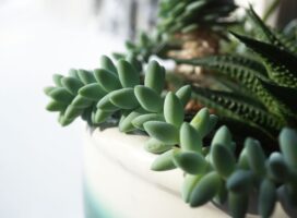 冬に観葉植物の肥料を止める理由と再開の目安｜例外になるケースも解説