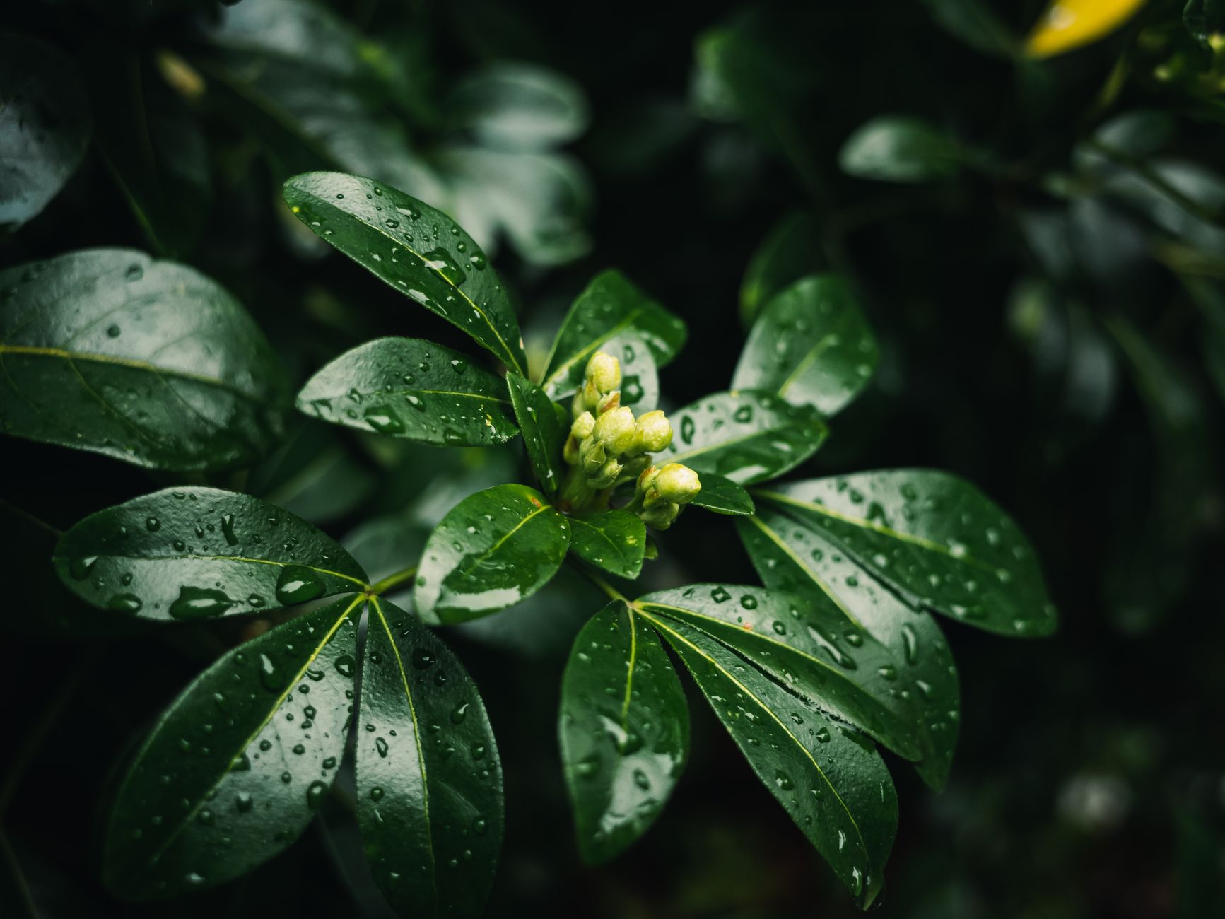 Close-up of lush green leaves with dew drops, emphasizing freshness and growth.