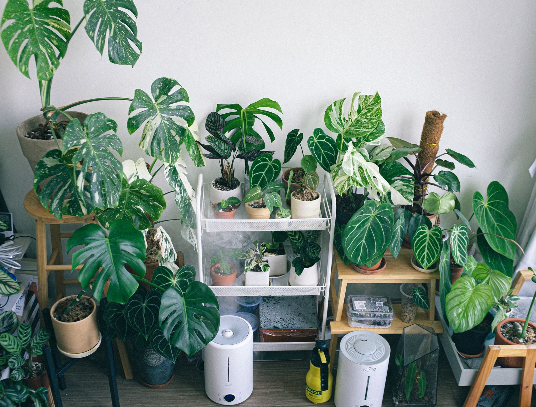 Variety of potted houseplants in an indoor garden setting with humidifiers and natural lighting.