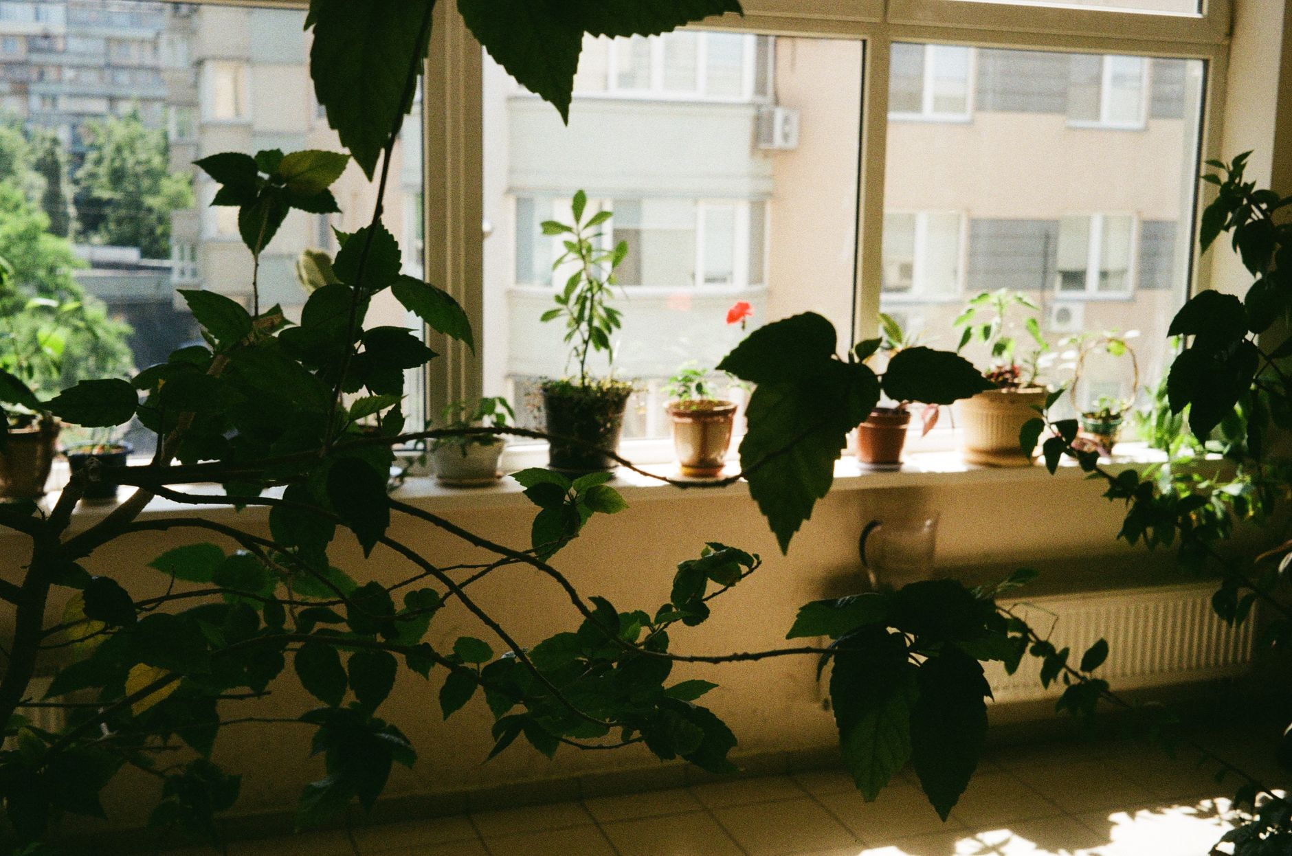 A variety of potted plants on a window sill indoors, with a view of Kyiv outside.