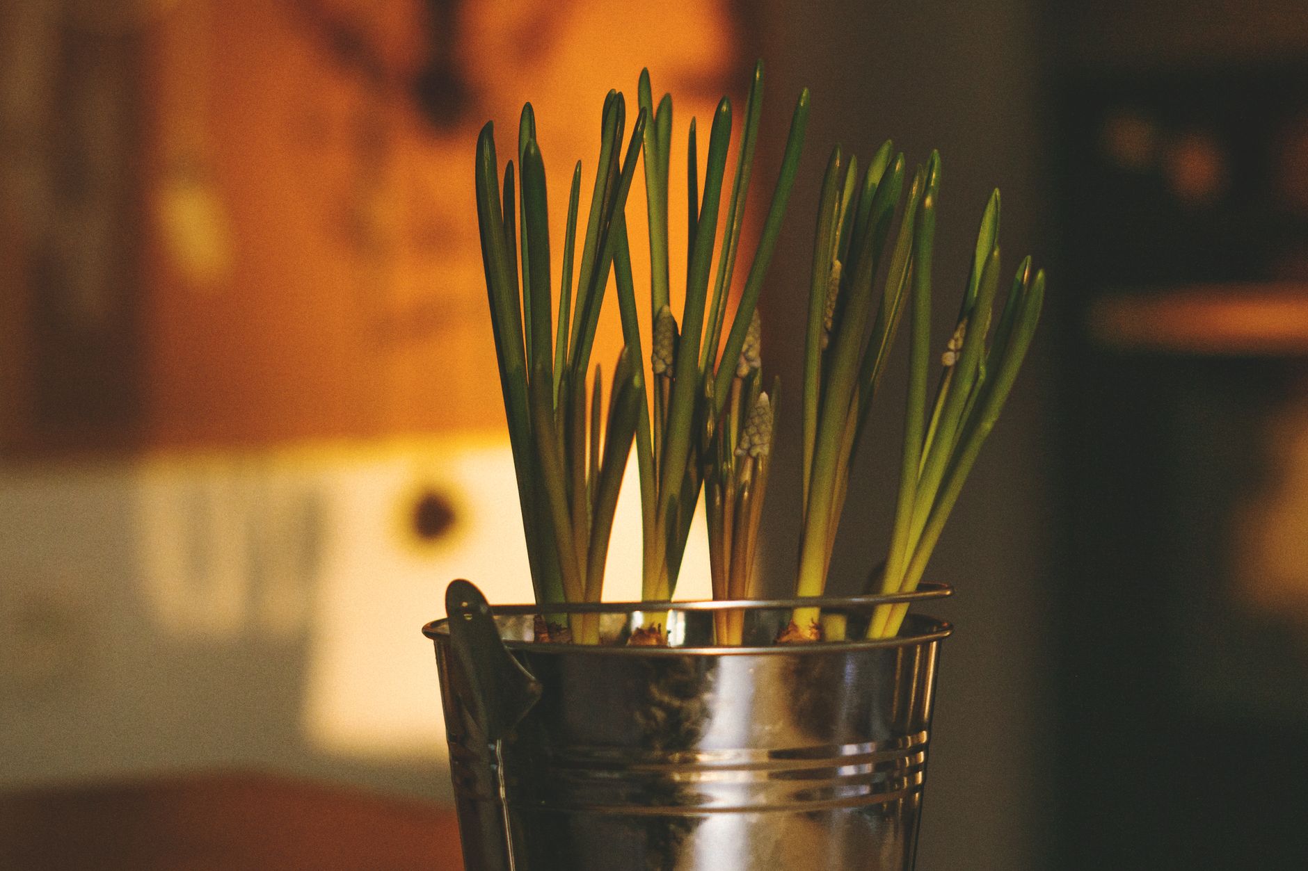 Green plants in a metal pot basking in warm indoor lighting.