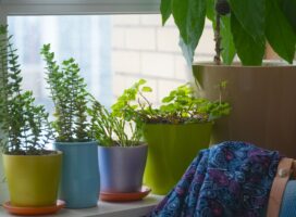 年末年始に家を空けるときの植物の管理｜出発前の水やり・温度・帰宅後の確認