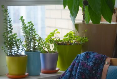 年末年始に家を空けるときの植物の管理｜出発前の水やり・温度・帰宅後の確認