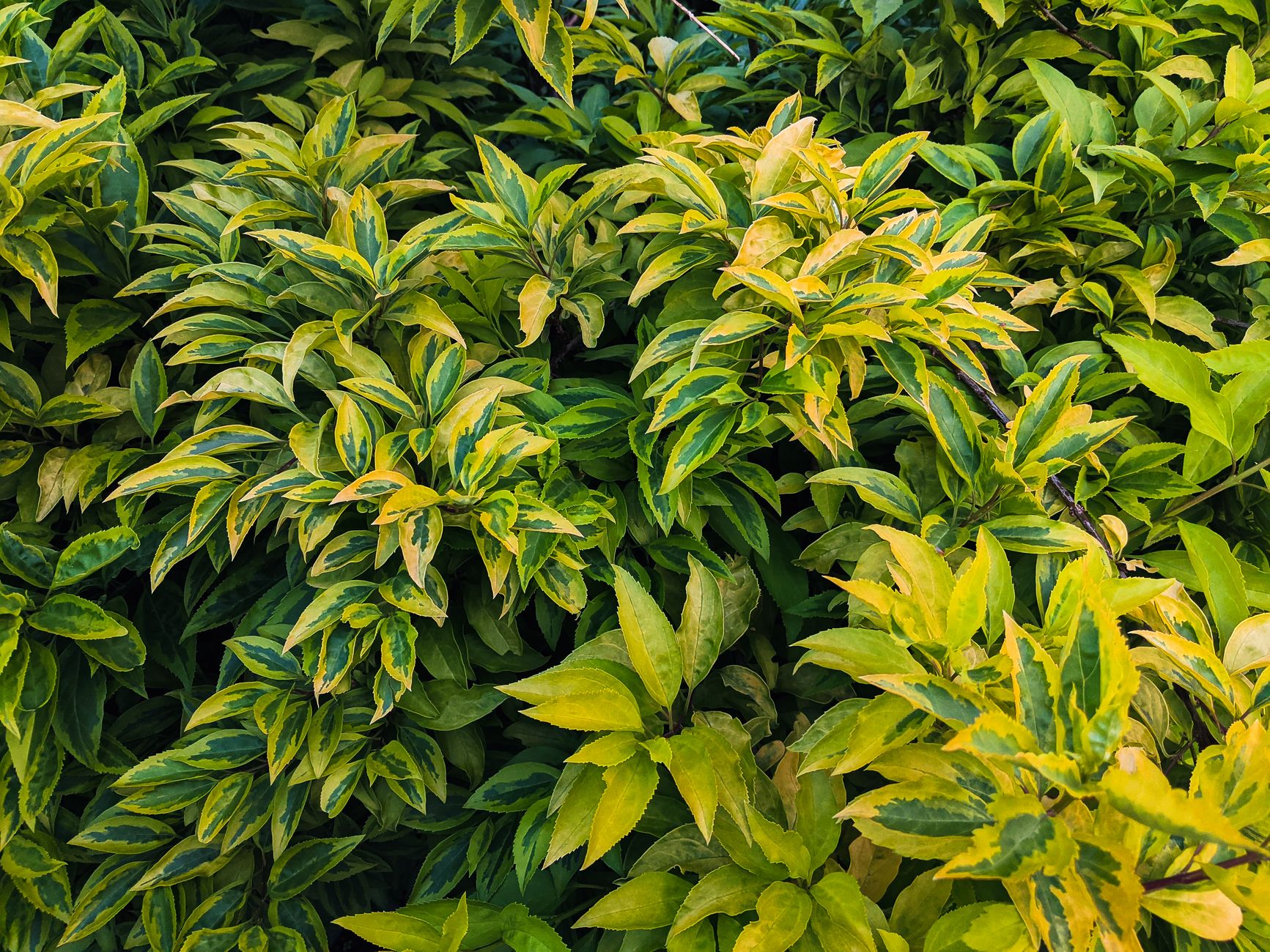 Close-up of vivid green and yellow leaves creating a lush foliage texture.