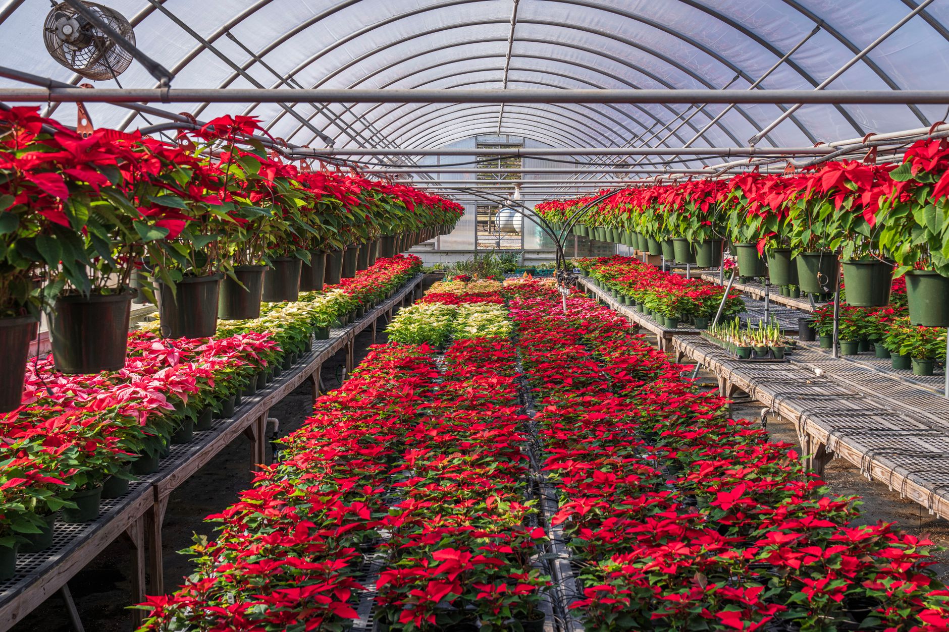 Abundant poinsettias in a greenhouse providing a burst of color and holiday spirit.