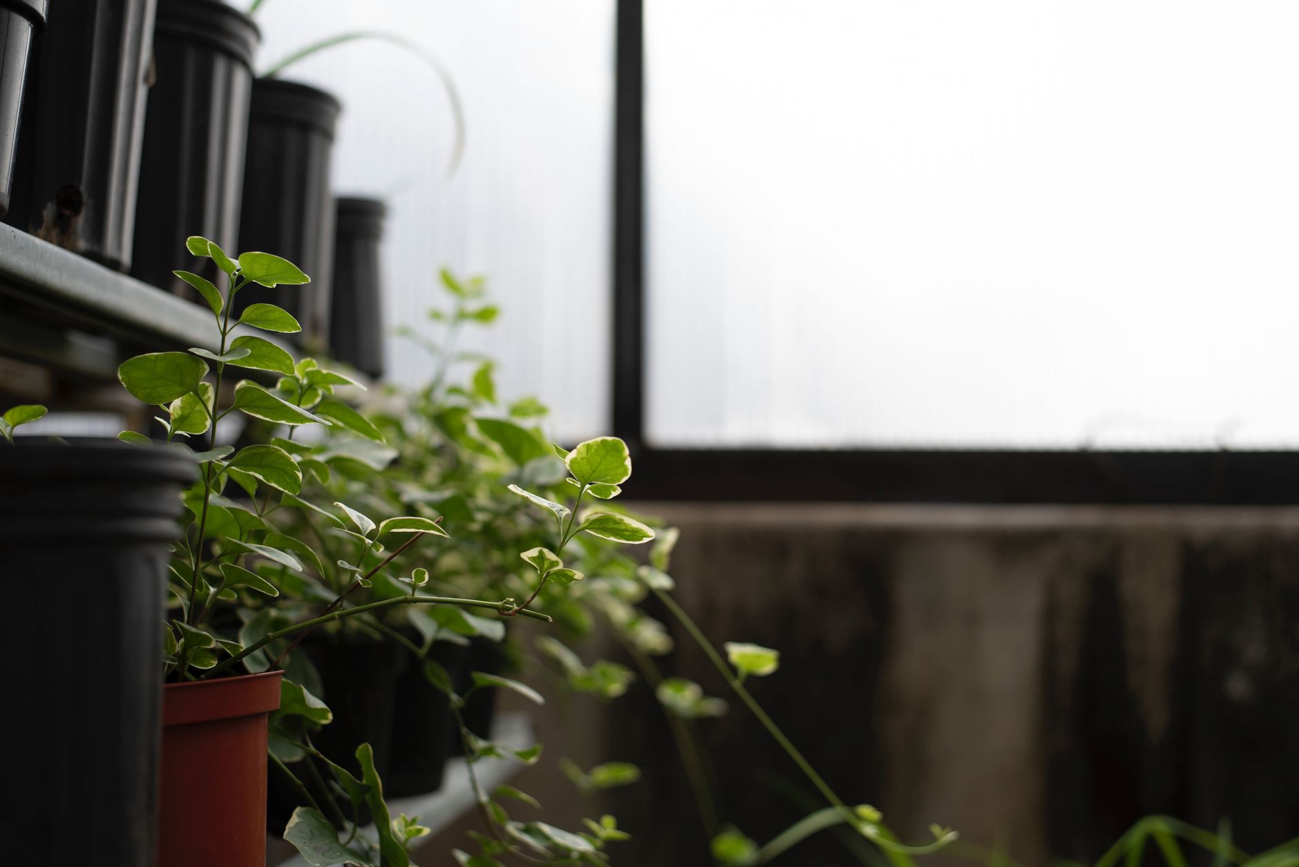 Rows of green potted plants inside a greenhouse with natural lighting.