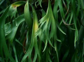 ビカクシダの冬の水やり｜板付け株と鉢植えの乾かし方・頻度・時間帯