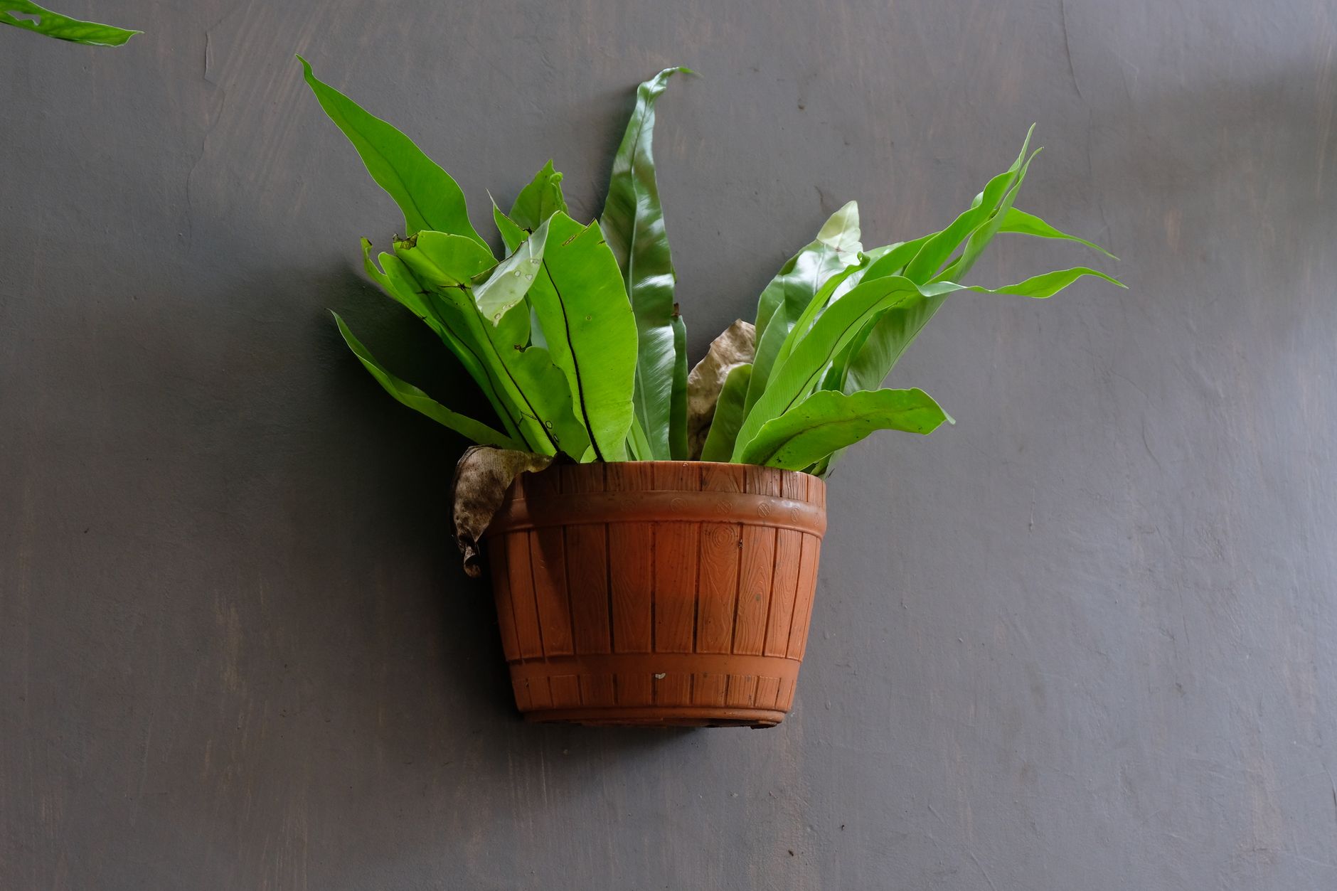 A beautiful bird's nest fern displayed in a rustic wooden planter against a gray wall.