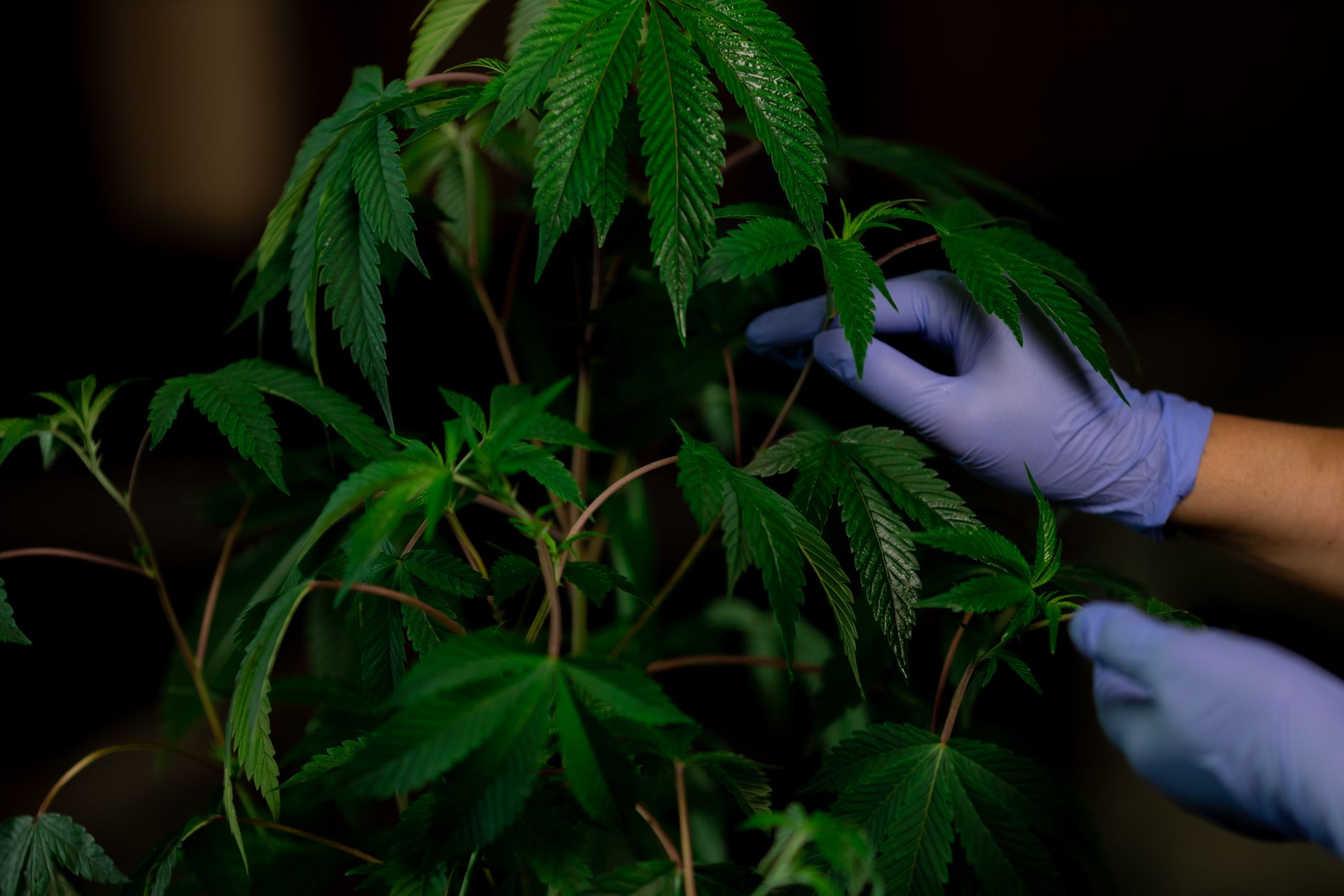Cannabis plant being examined, showcasing green leaves and latex gloves.