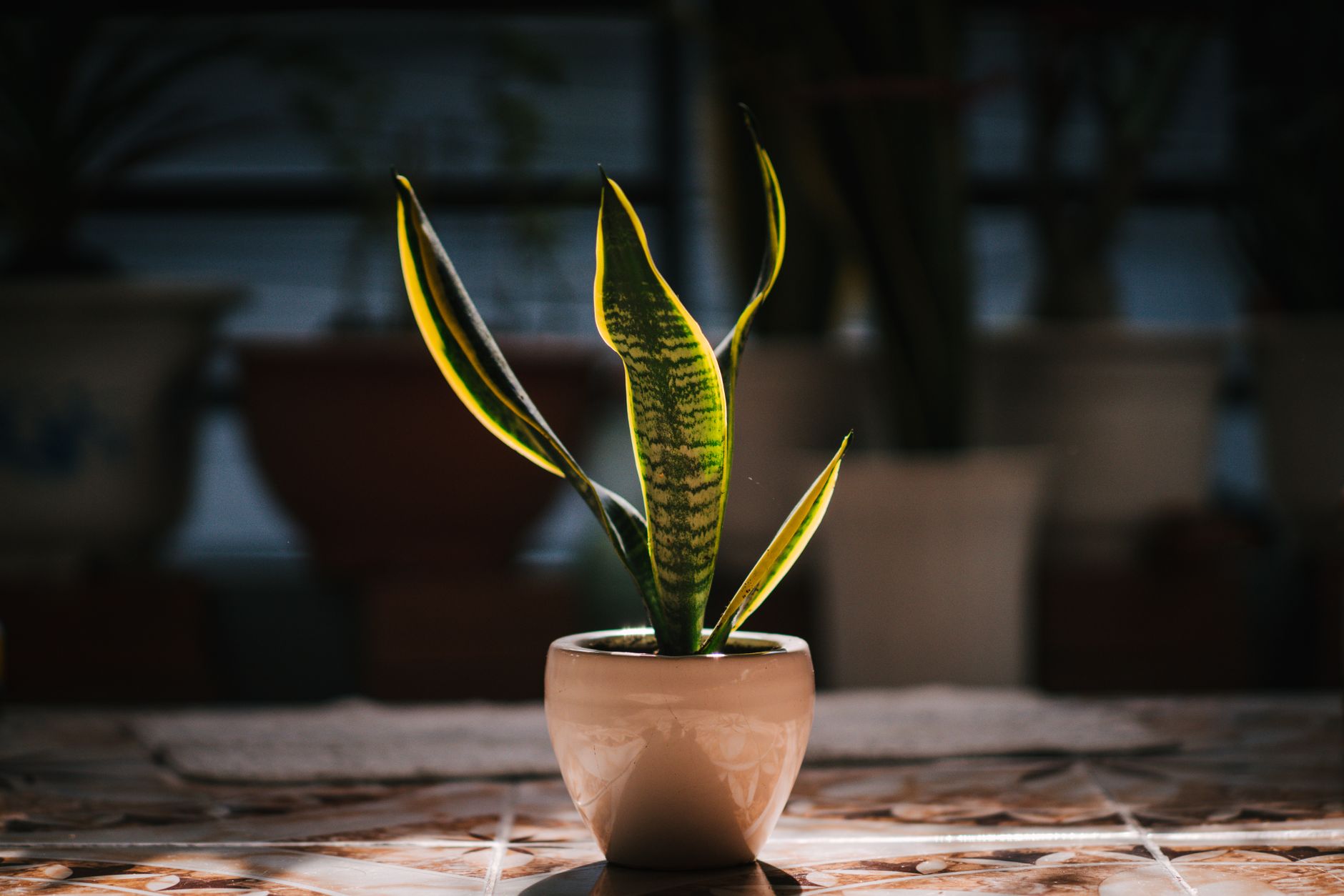A vibrant snake plant in a ceramic pot basking in natural sunlight indoors.