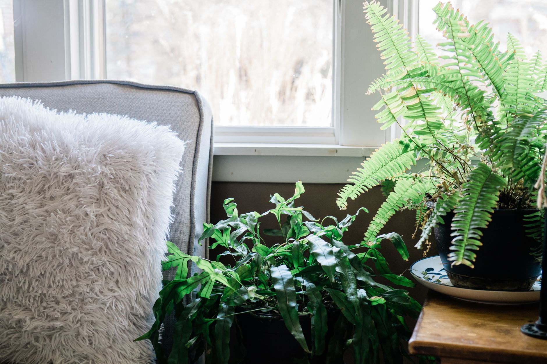 Bright indoor scene with potted ferns and a fluffy white pillow by a window.