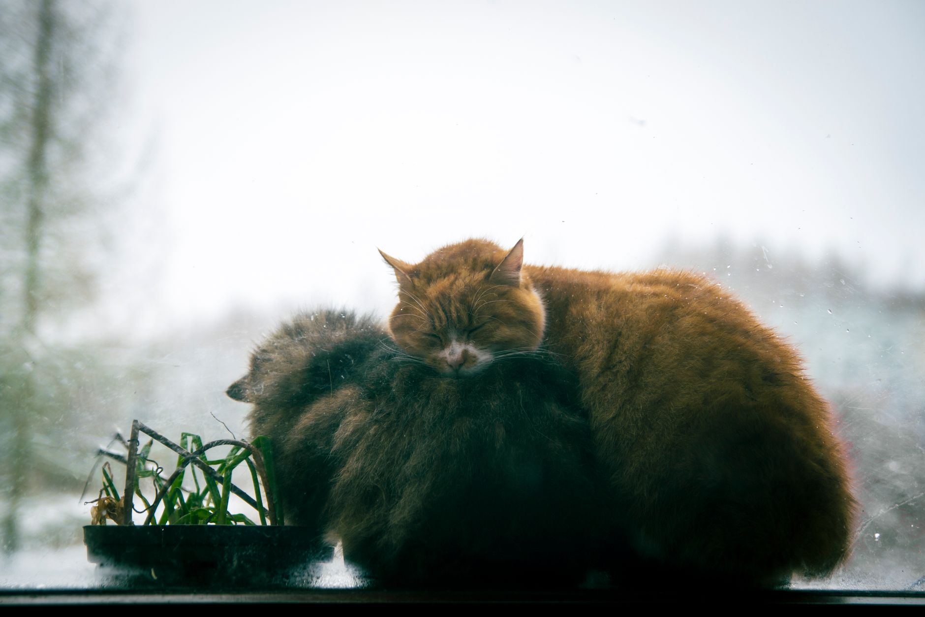 Two cats cuddle on a windowsill indoors, creating a warm winter scene.