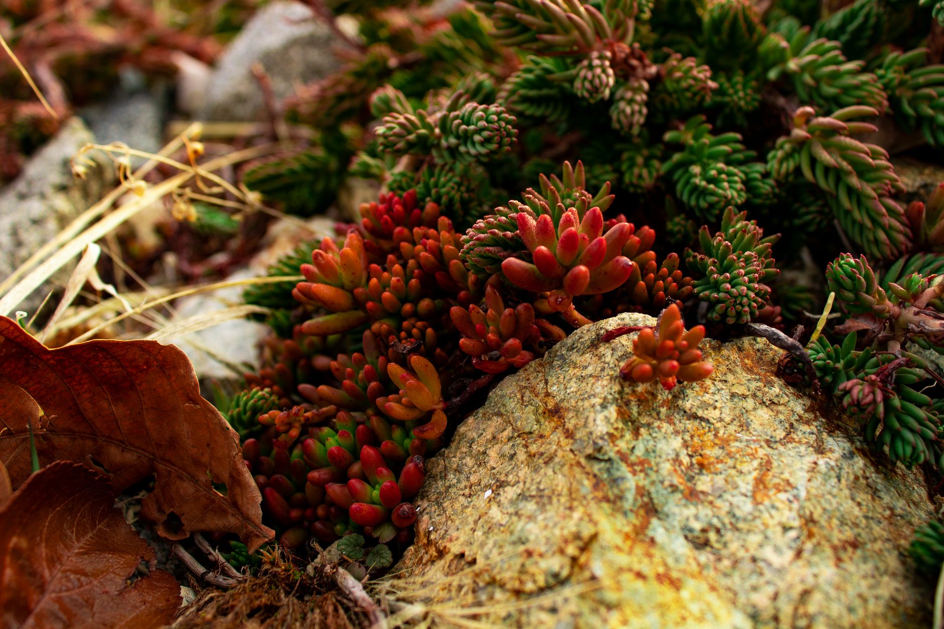 Close-up of colorful succulents growing among rocks, highlighting autumn's vibrant hues.