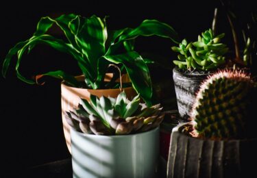 A variety of succulent plants in pots, beautifully lit with shadows highlighting their textures.
