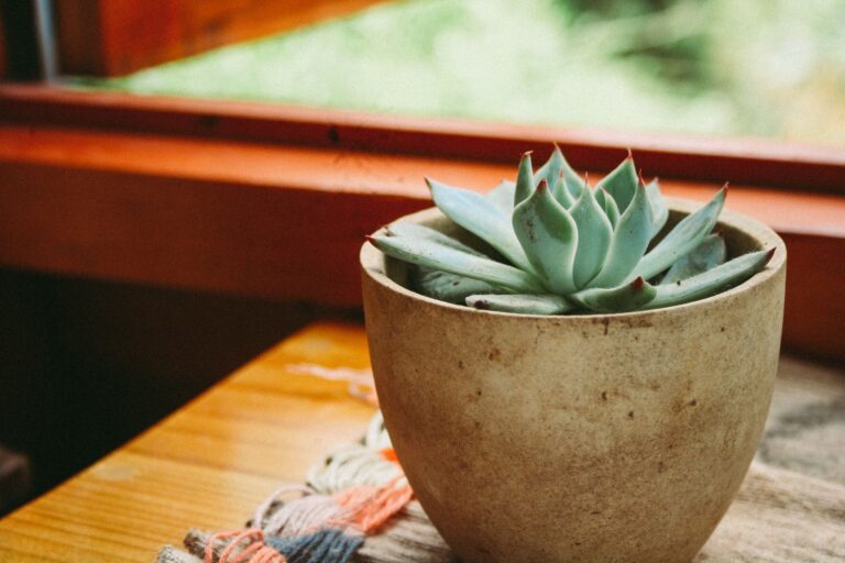 A vibrant succulent in a rustic ceramic pot displayed by a sunlit window.
