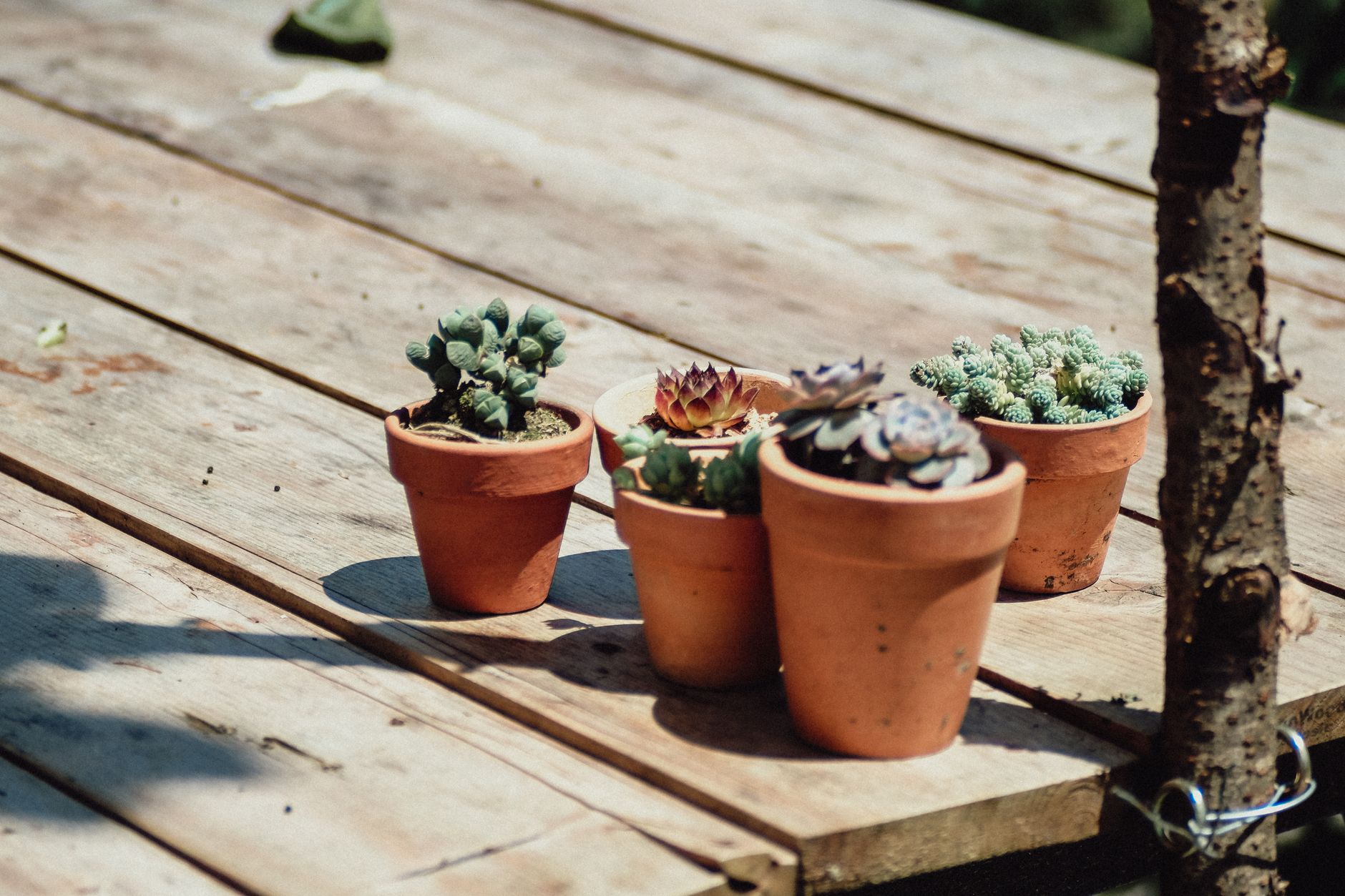A collection of potted succulents in terracotta pots on a wooden table.