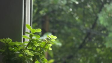 窓辺の観葉植物とスマートフォンで操作する手元