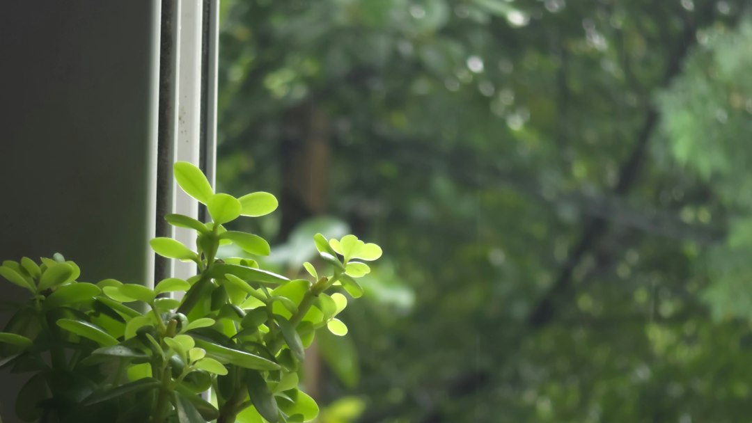 窓辺の観葉植物とスマートフォンで操作する手元