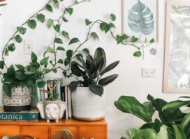 観葉植物を通販で買うときの選び方｜失敗しない注文のコツと届いた後の手入れ