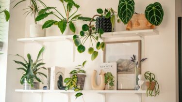 棚の観葉植物を照らすLED育成ライト